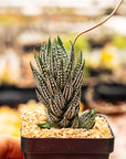 Haworthia reinwardtii f. kaffirdriftensis - Vivid Root