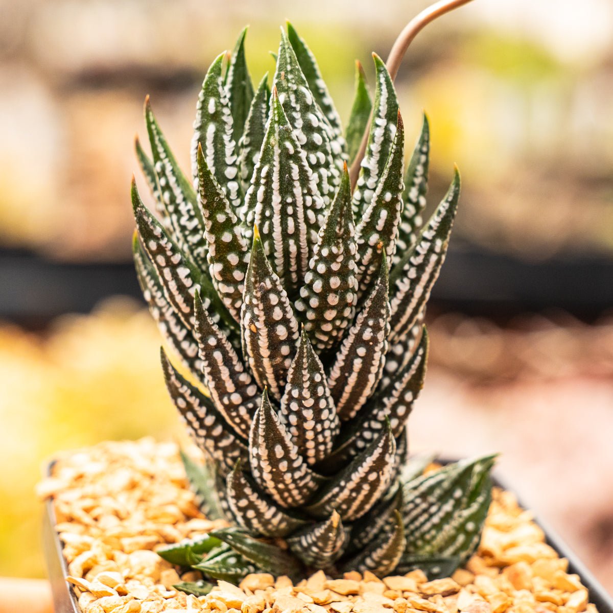 Haworthia reinwardtii f. kaffirdriftensis - Vivid Root