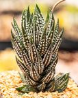 Haworthia reinwardtii f. kaffirdriftensis - Vivid Root