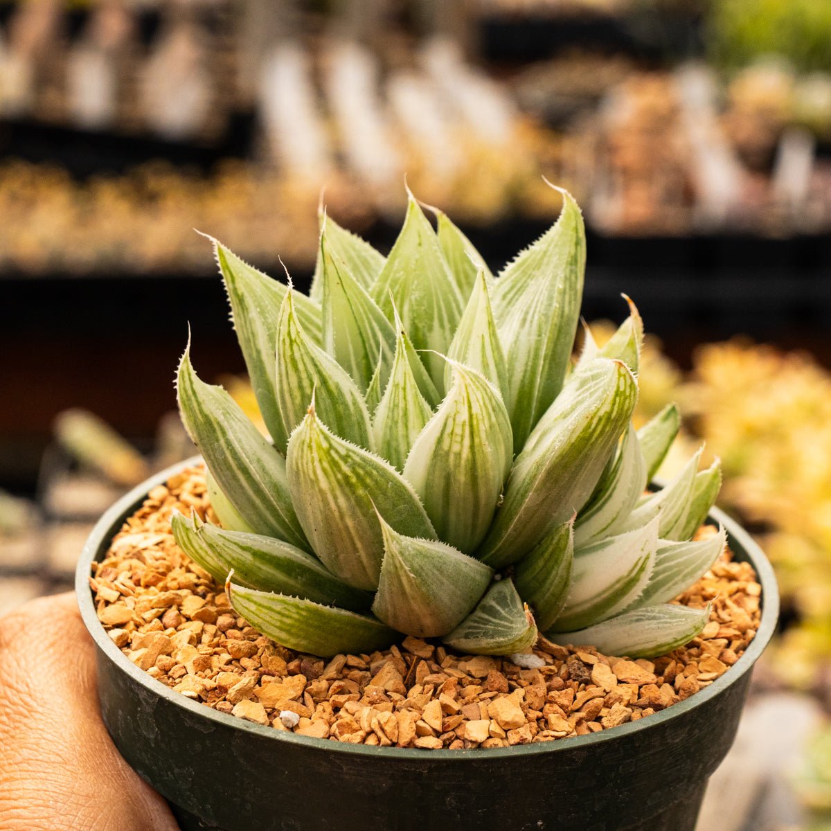 Haworthia retusa 'White Ghost' - Vivid Root