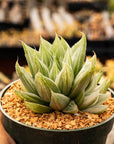 Haworthia retusa 'White Ghost' - Vivid Root