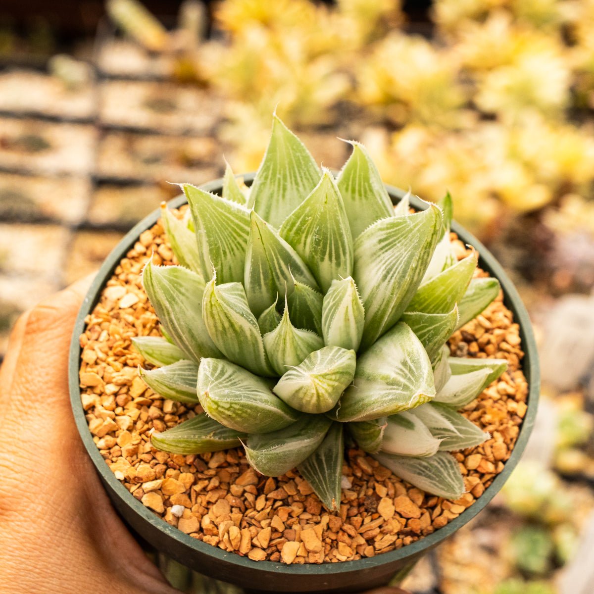 Haworthia retusa 'White Ghost' - Vivid Root