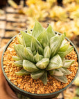 Haworthia retusa 'White Ghost' - Vivid Root