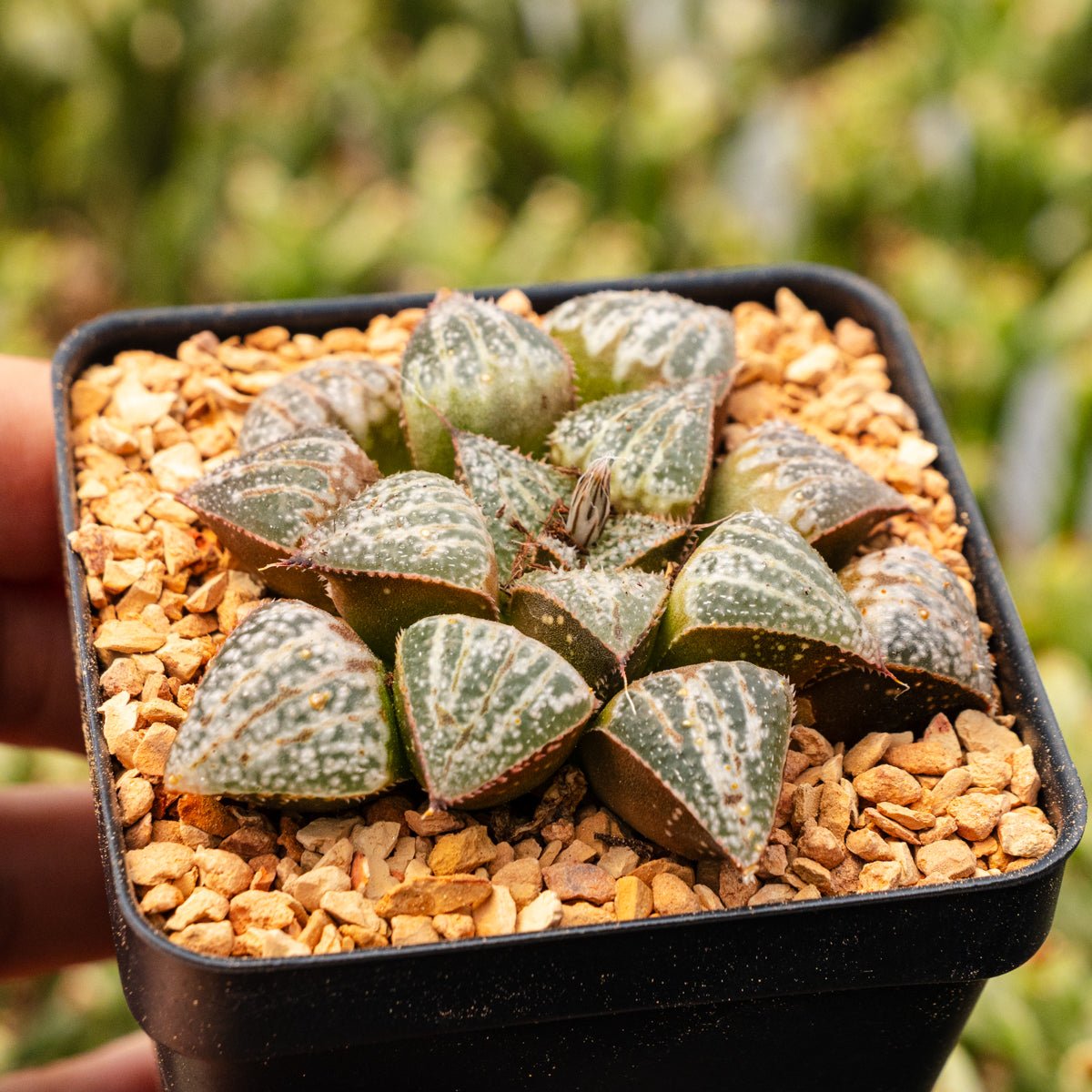 Haworthia 'Snow Scene' - Vivid Root