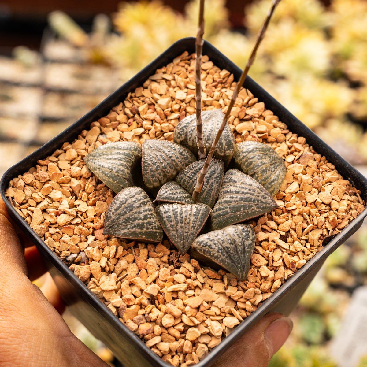 Haworthia splendens - Vivid Root