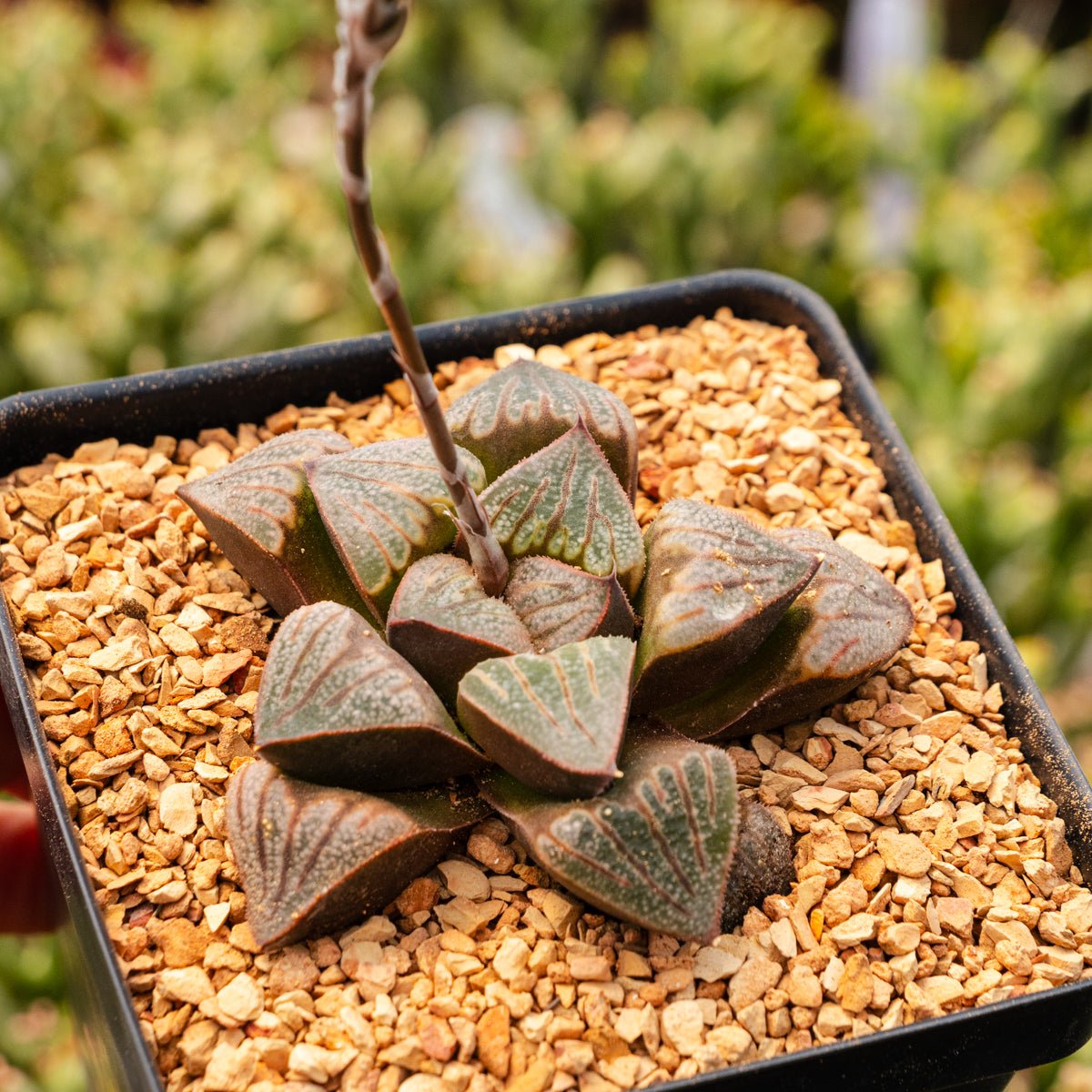 Haworthia splendens 'Aries' - Vivid Root