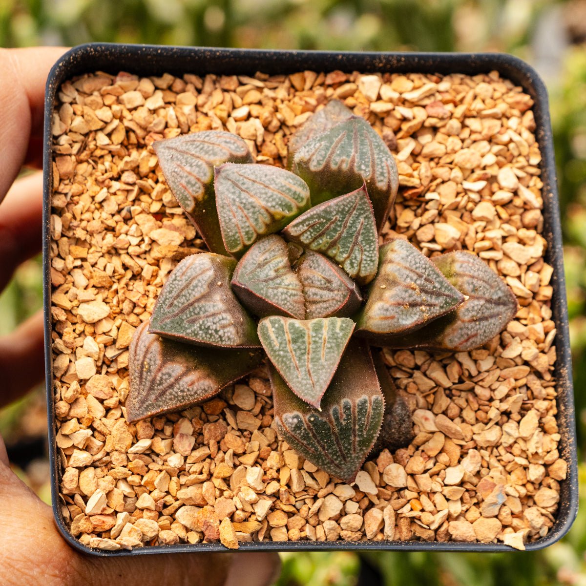 Haworthia splendens 'Aries' - Vivid Root