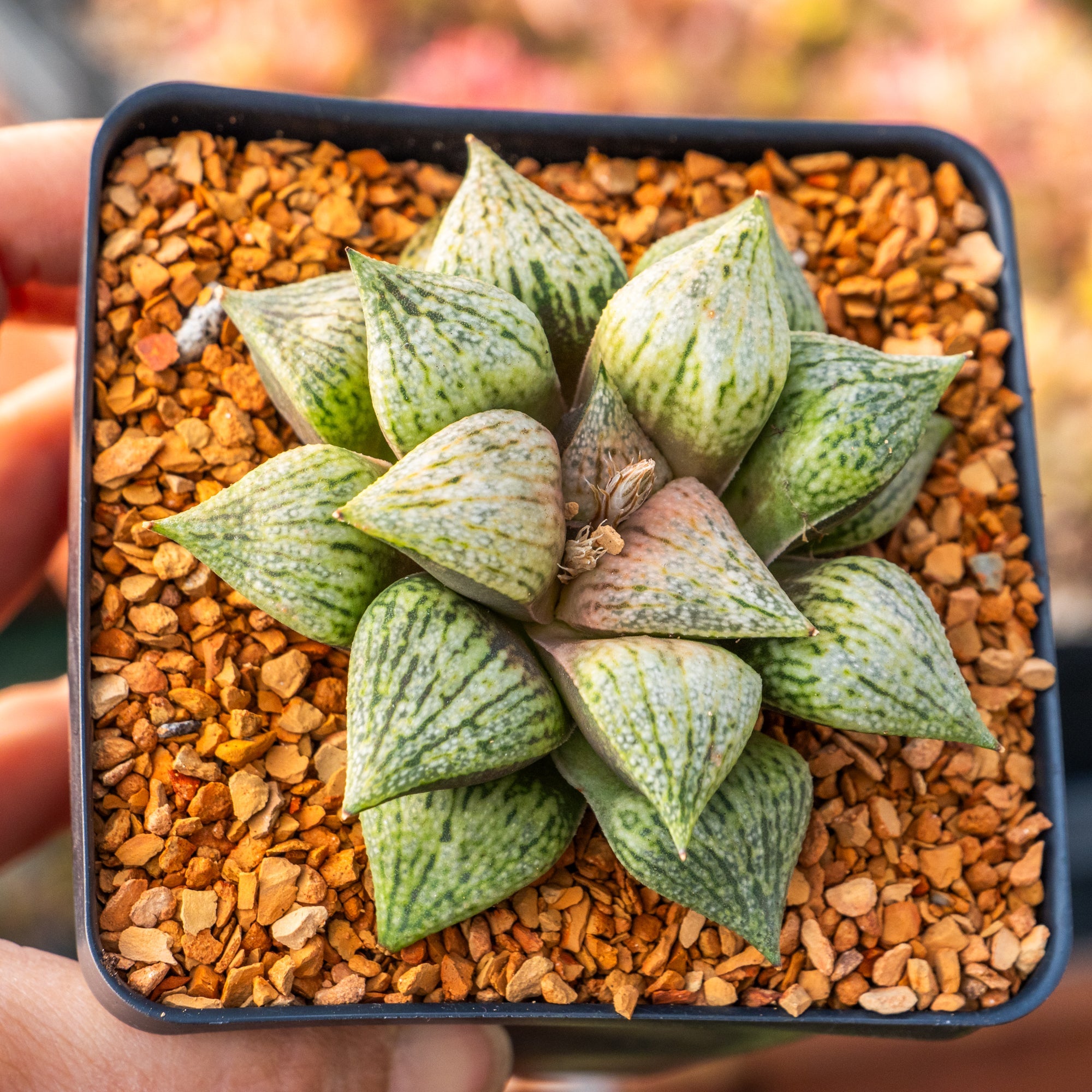 Haworthia 'Taoyuan' – Vivid Root