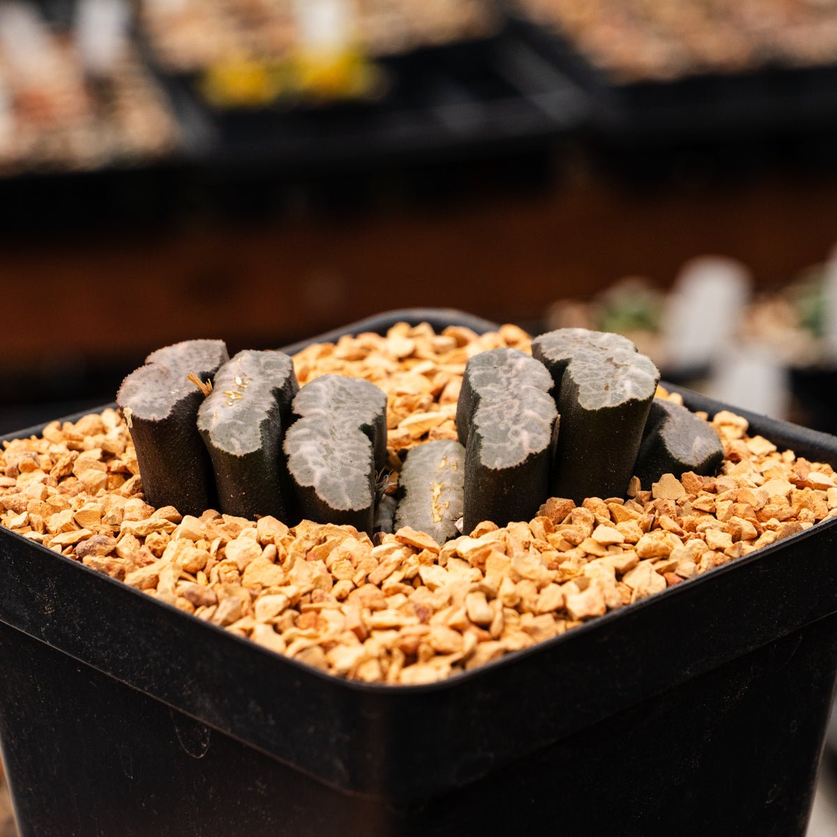 Haworthia truncata 'Fundamental' - Vivid Root