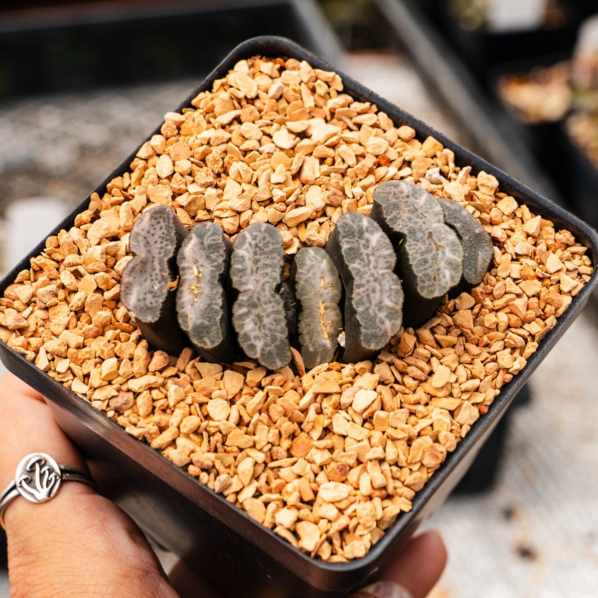 Haworthia truncata 'Fundamental' - Vivid Root