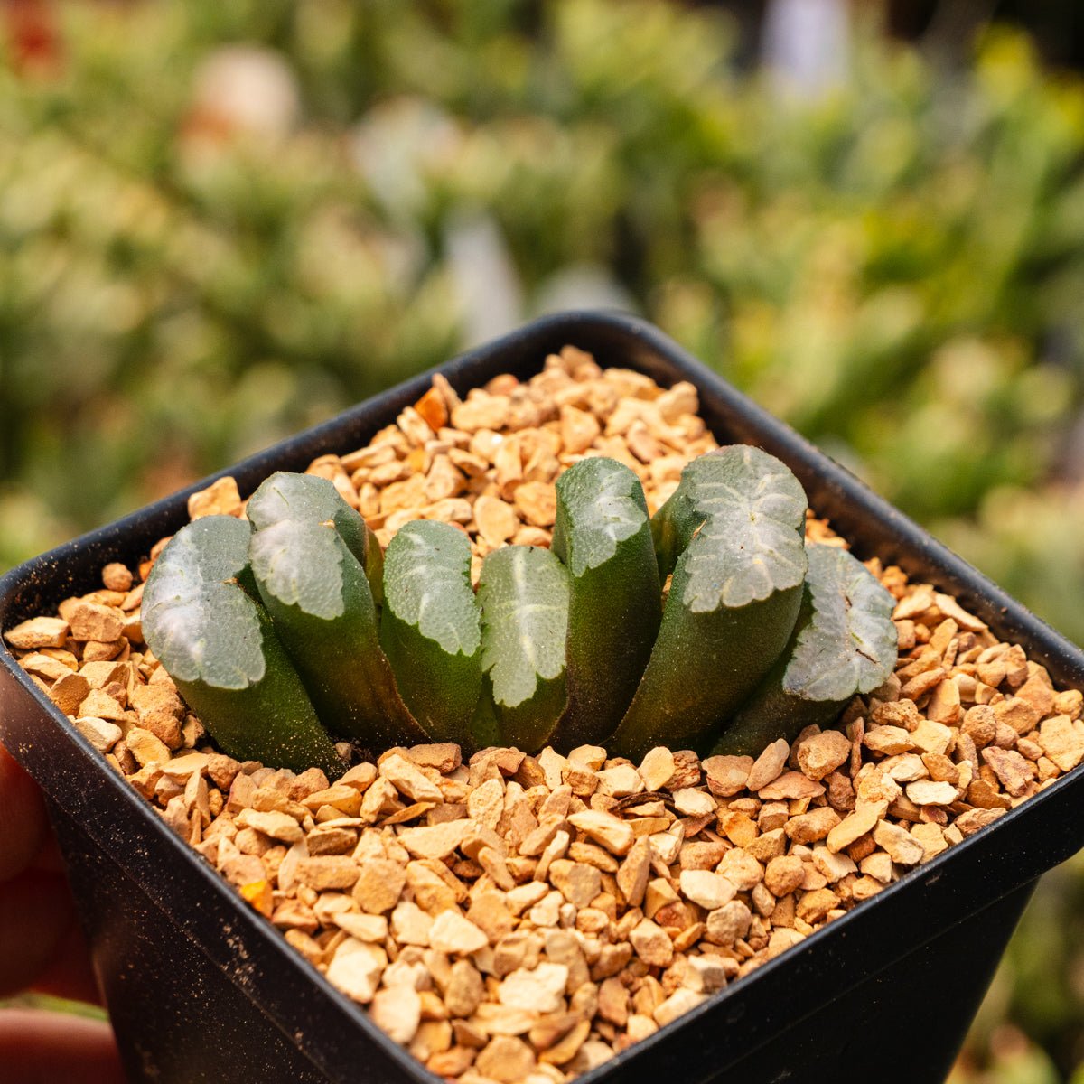 Haworthia truncata 'Orbiculata' - Vivid Root