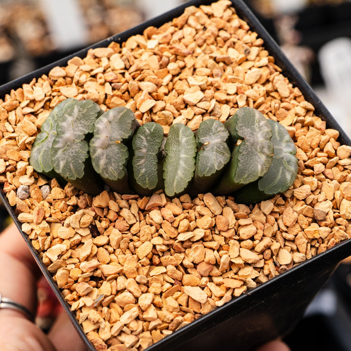 Haworthia truncata 'Orbiculata' - Vivid Root