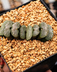Haworthia truncata 'Orbiculata' - Vivid Root