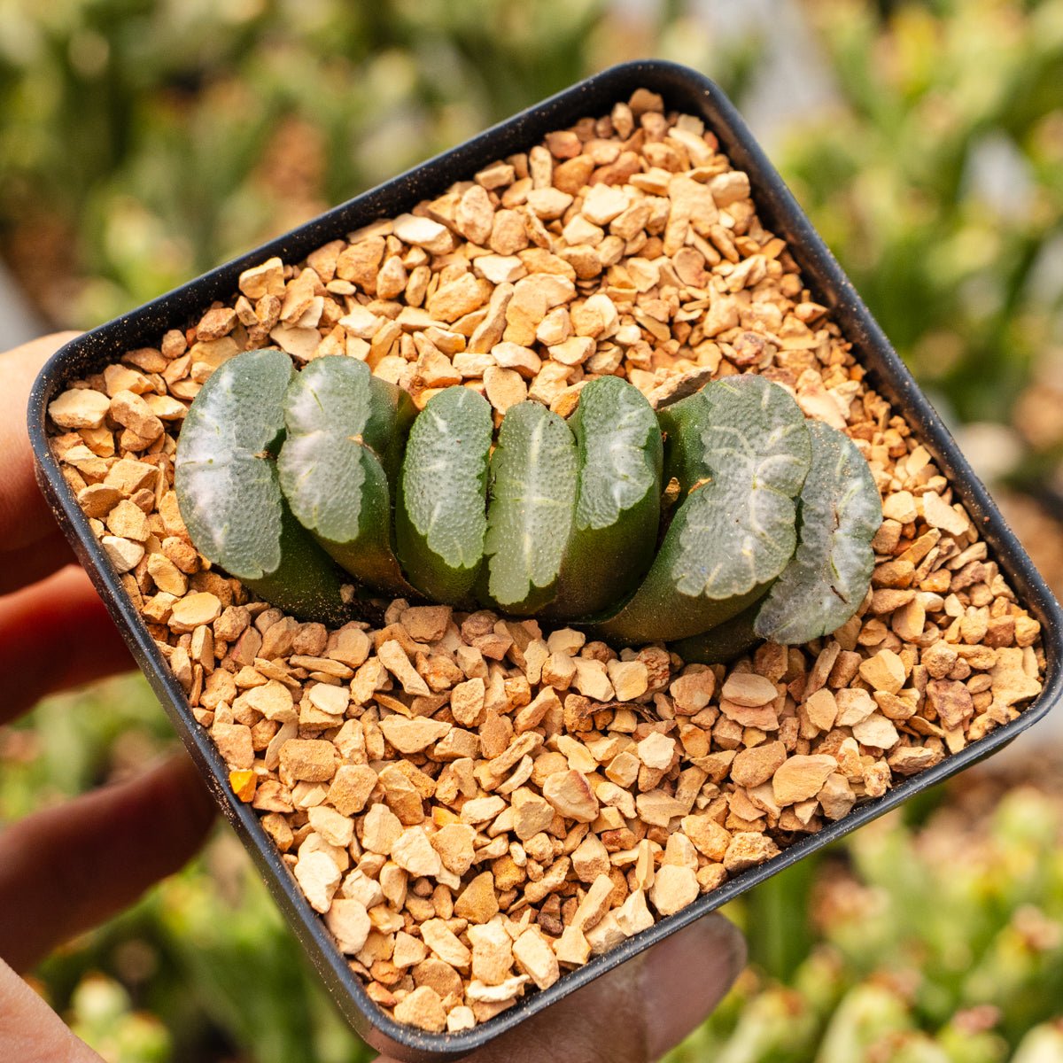 Haworthia truncata 'Orbiculata' - Vivid Root