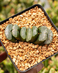 Haworthia truncata 'Orbiculata' - Vivid Root