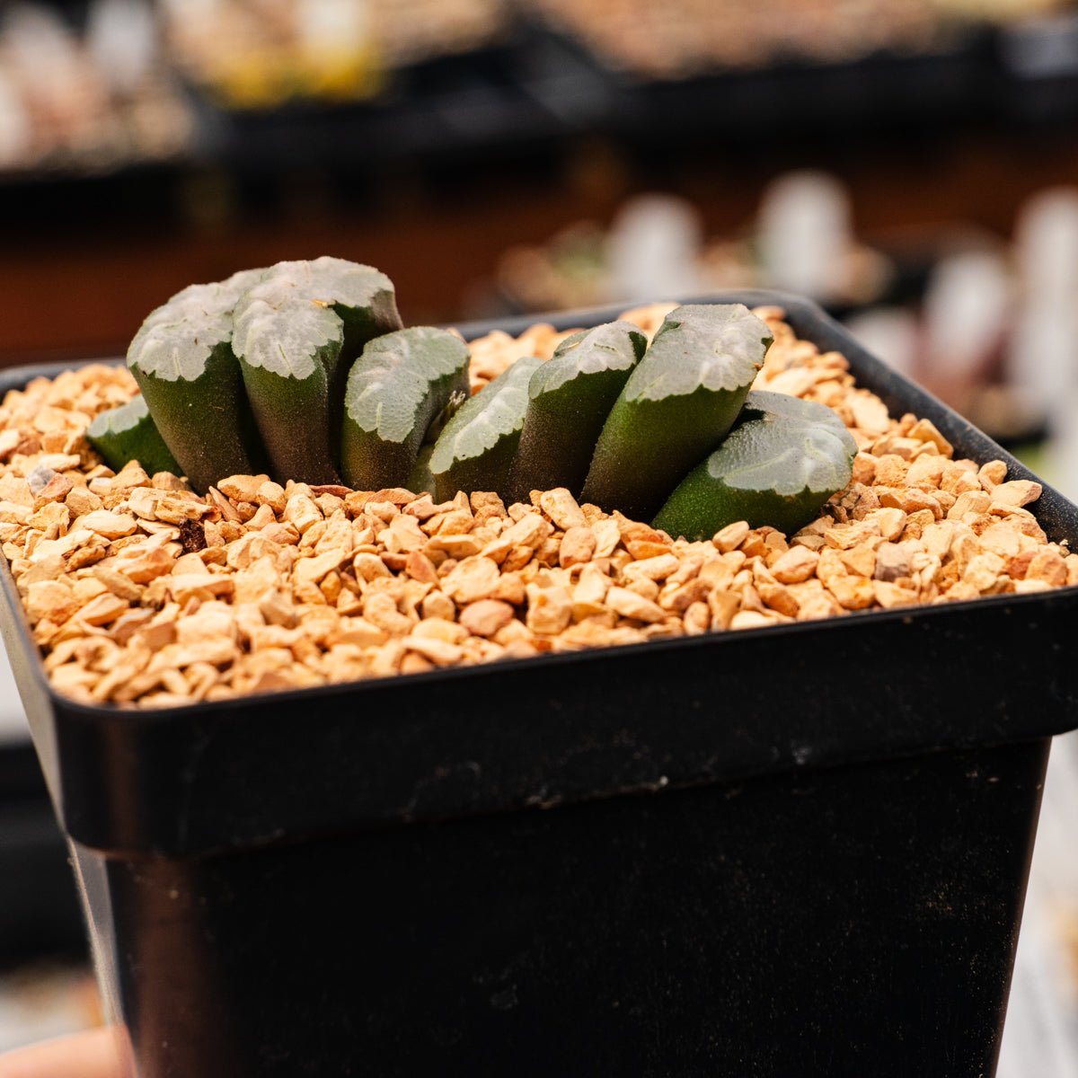 Haworthia truncata 'Orbiculata' - Vivid Root