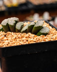 Haworthia truncata 'Orbiculata' - Vivid Root