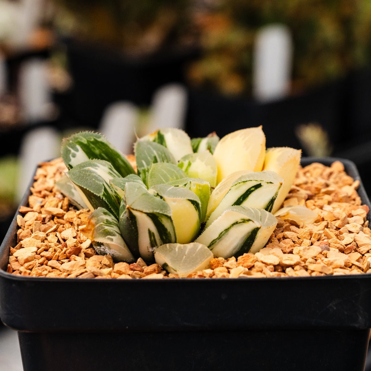 Haworthia 'Zishou' f. variegata | One & Only | A - Vivid Root