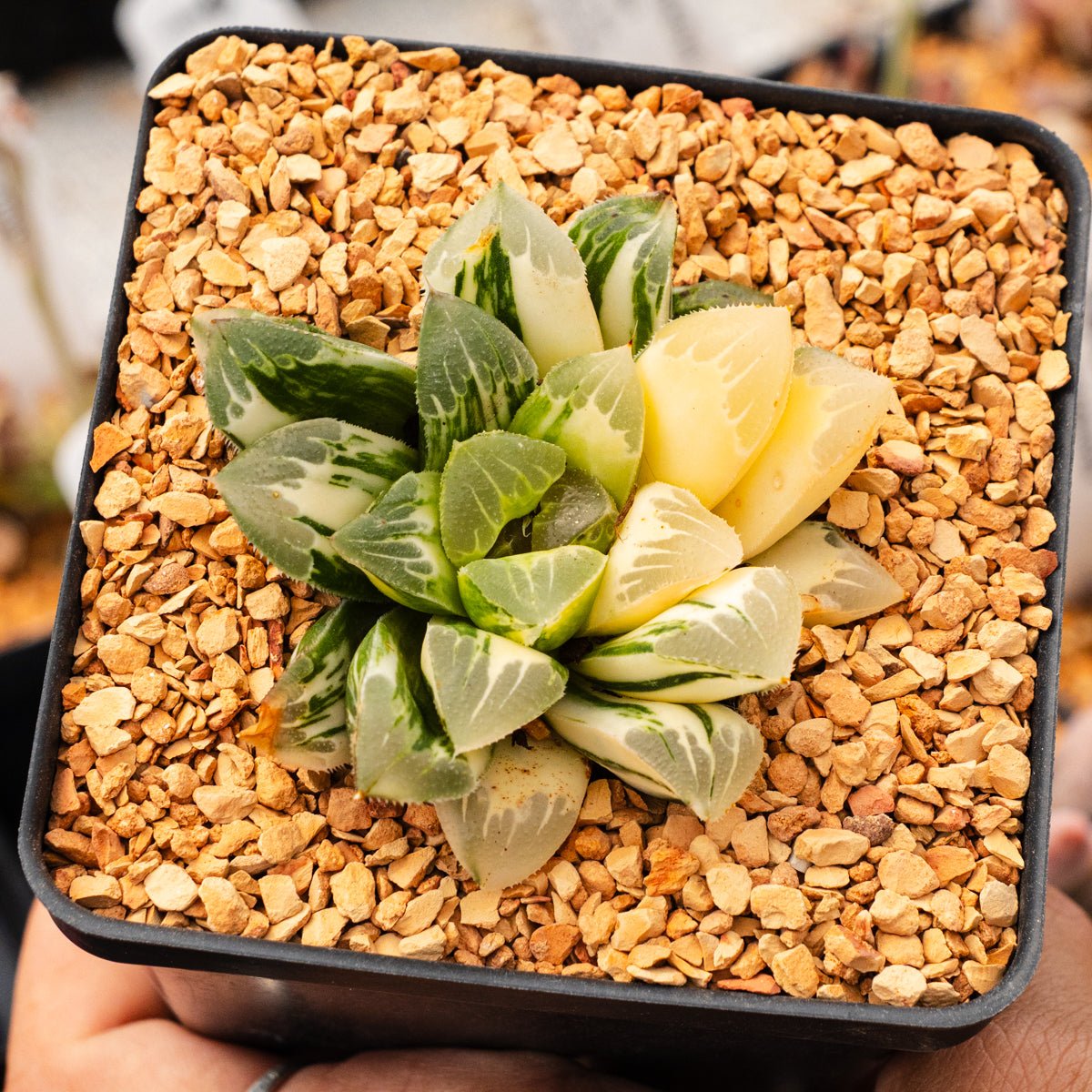 Haworthia 'Zishou' f. variegata | One & Only | A - Vivid Root