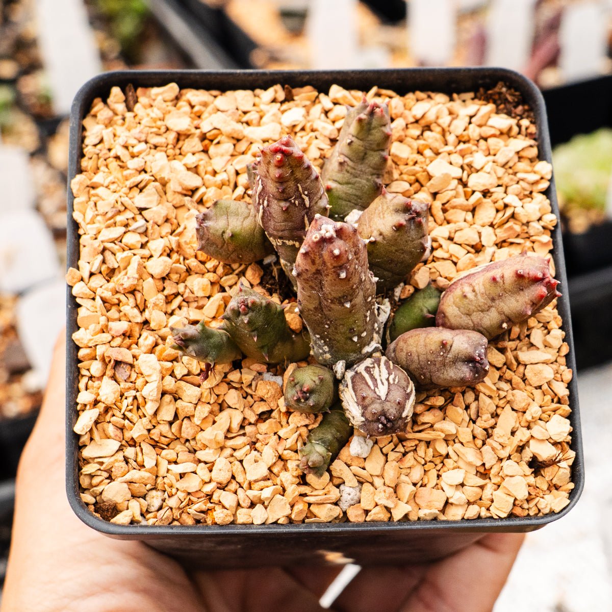 Huernia keniensis - Kenyan Dragon Flower - Vivid Root