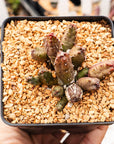 Huernia keniensis - Kenyan Dragon Flower - Vivid Root
