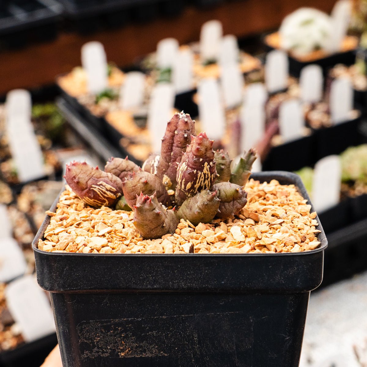 Huernia keniensis - Kenyan Dragon Flower - Vivid Root