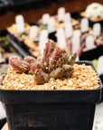 Huernia keniensis - Kenyan Dragon Flower - Vivid Root
