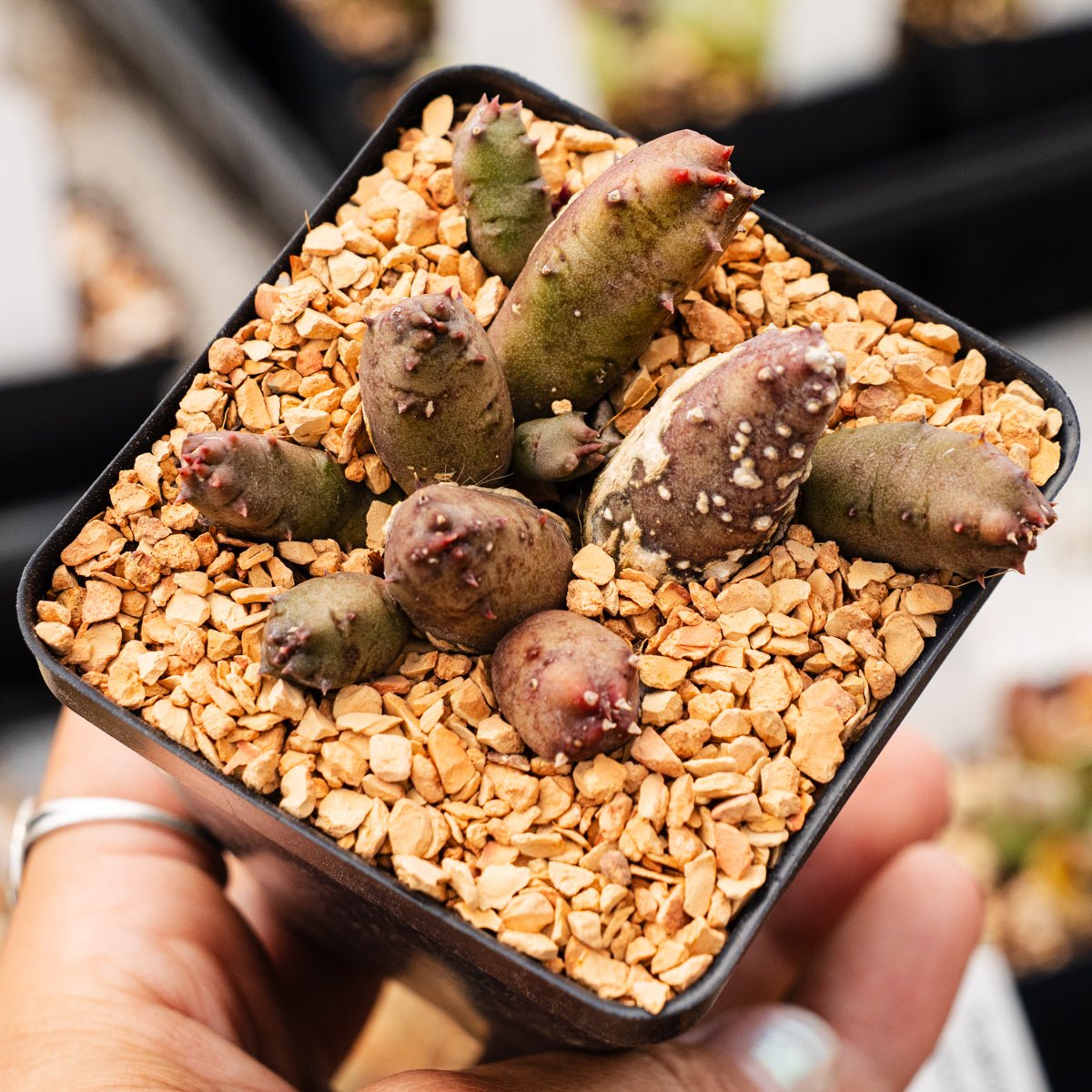 Huernia keniensis - Kenyan Dragon Flower - Vivid Root