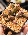 Huernia keniensis - Kenyan Dragon Flower - Vivid Root