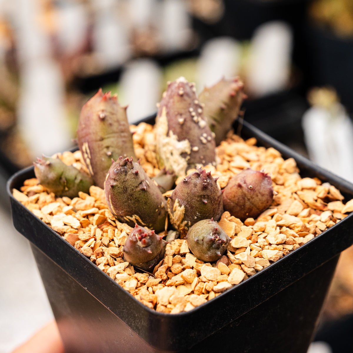 Huernia keniensis - Kenyan Dragon Flower - Vivid Root