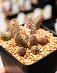 Huernia keniensis - Kenyan Dragon Flower - Vivid Root