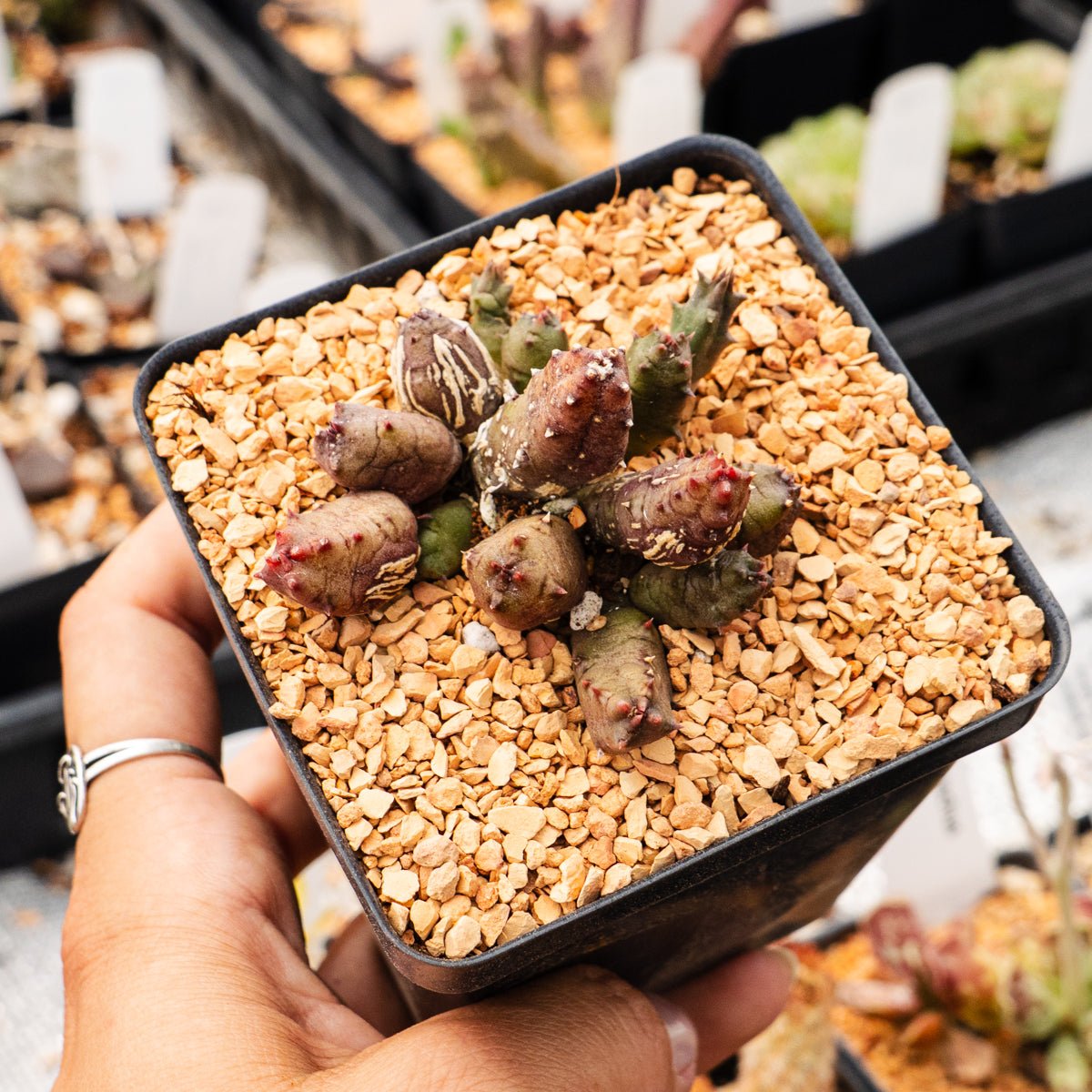 Huernia keniensis - Kenyan Dragon Flower - Vivid Root