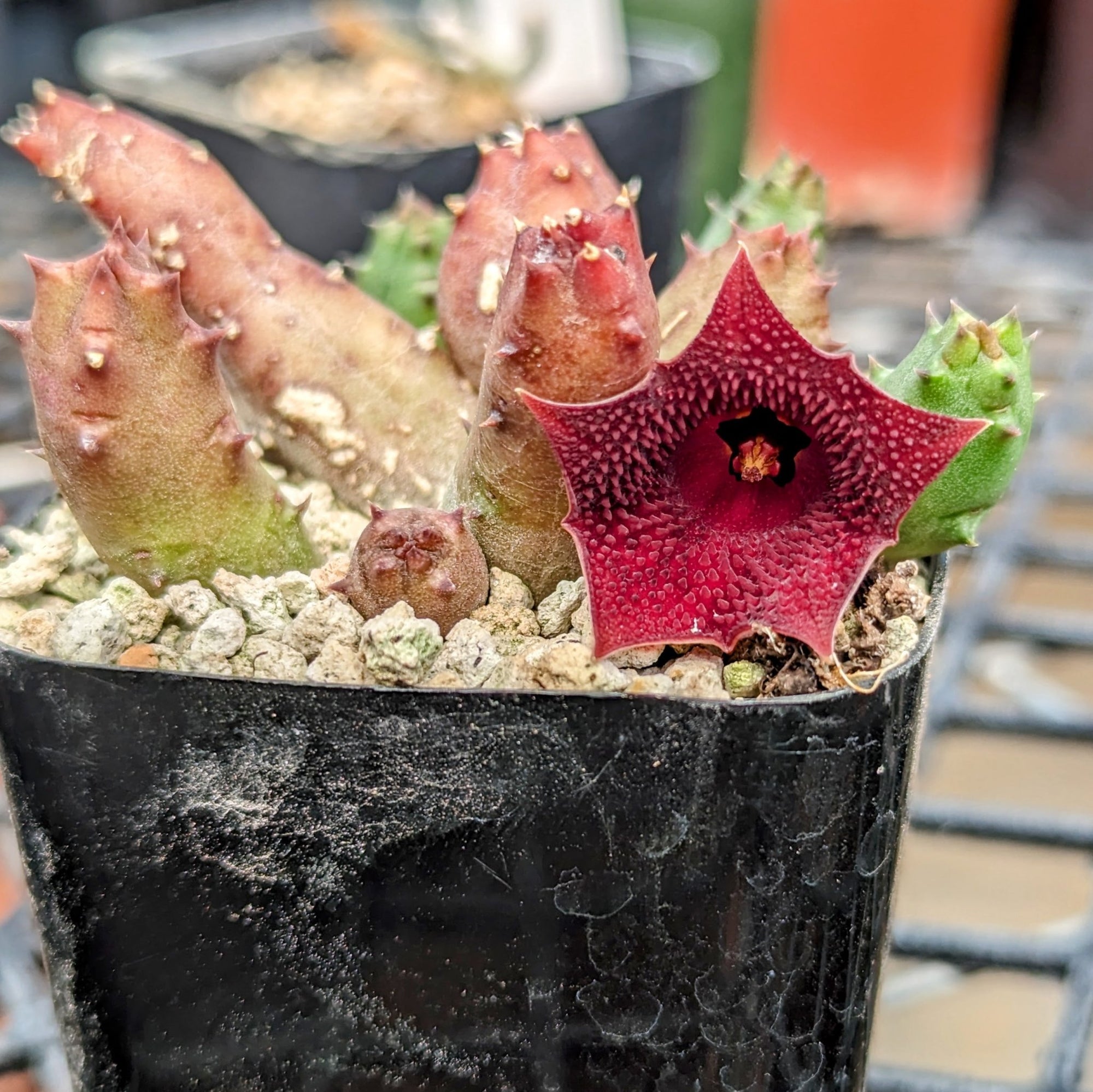 Huernia keniensis - Kenyan Dragon Flower - Vivid Root