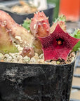 Huernia keniensis - Kenyan Dragon Flower - Vivid Root