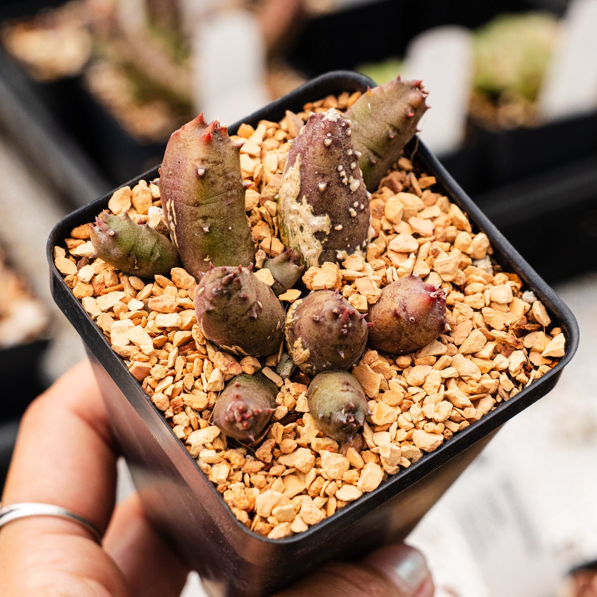 Huernia keniensis - Kenyan Dragon Flower - Vivid Root
