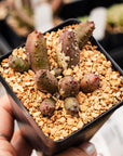 Huernia keniensis - Kenyan Dragon Flower - Vivid Root