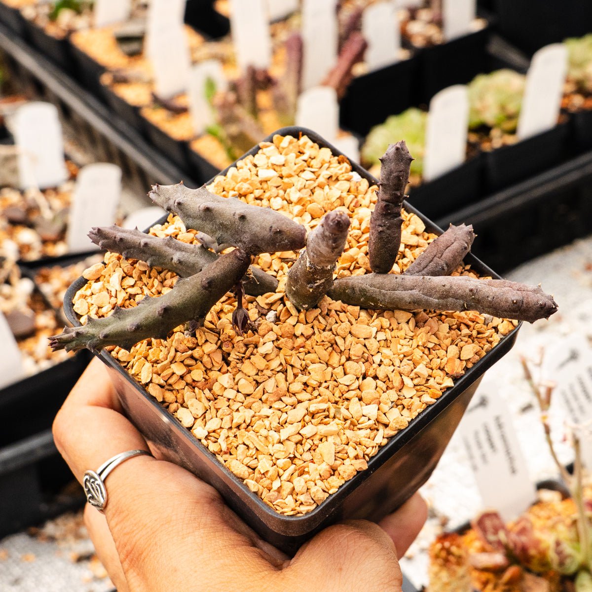 Huernia x pendurata - Vivid Root
