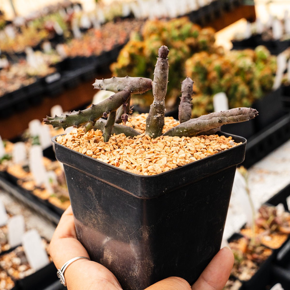Huernia x pendurata - Vivid Root