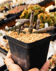 Huernia x pendurata - Vivid Root