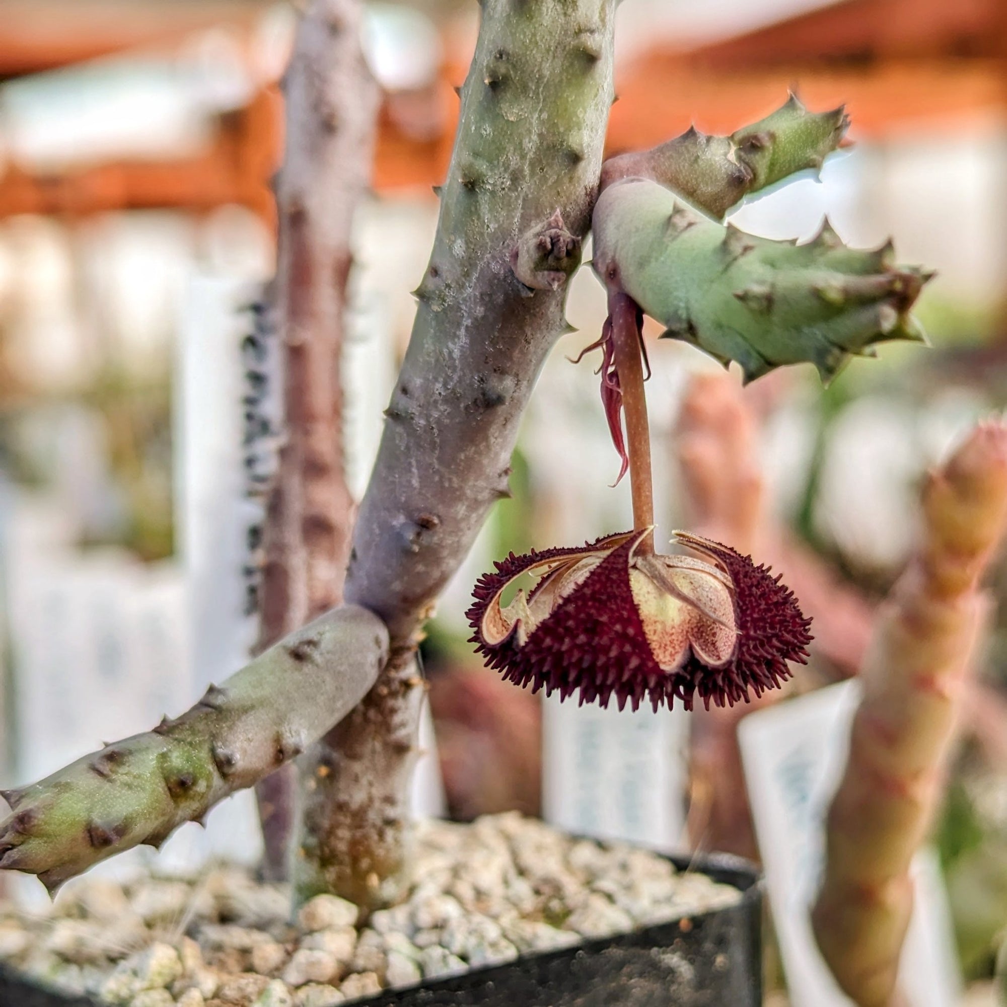 Huernia x pendurata - Vivid Root