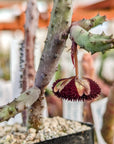 Huernia x pendurata - Vivid Root