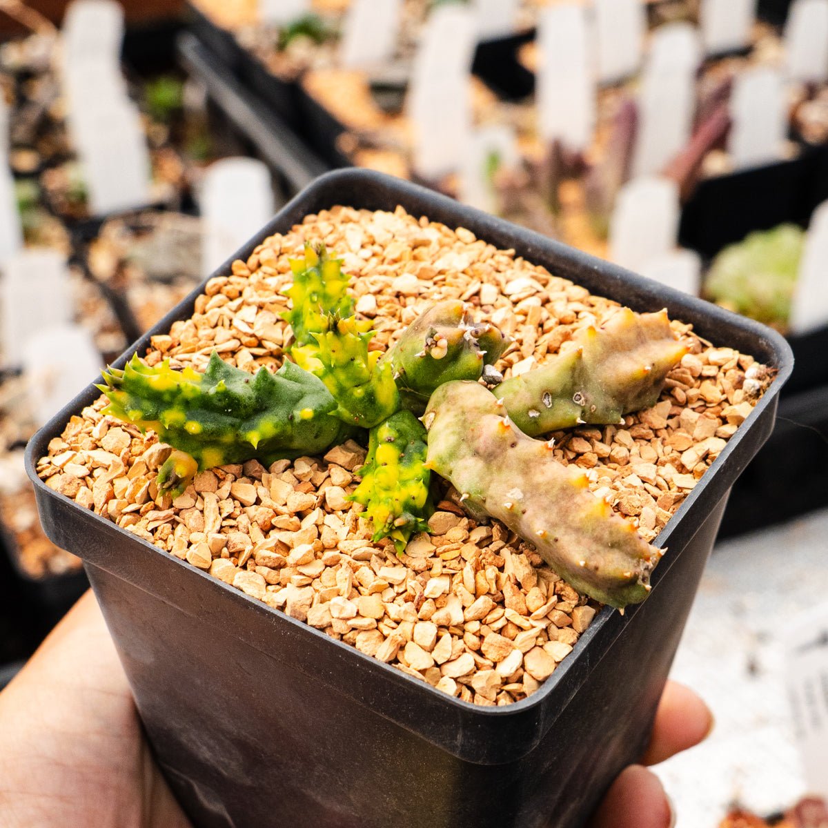 Huernia zebrina v. zebrina f. variegata - Life Saver Plant - Vivid Root
