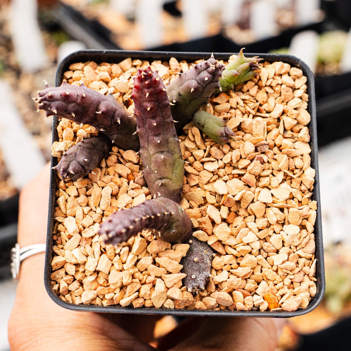 Hurnia hystrix - Vivid Root