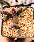 Hurnia hystrix - Vivid Root