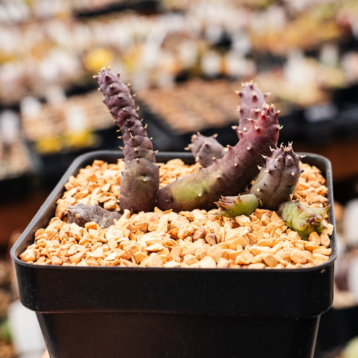 Hurnia hystrix - Vivid Root