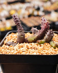 Hurnia hystrix - Vivid Root