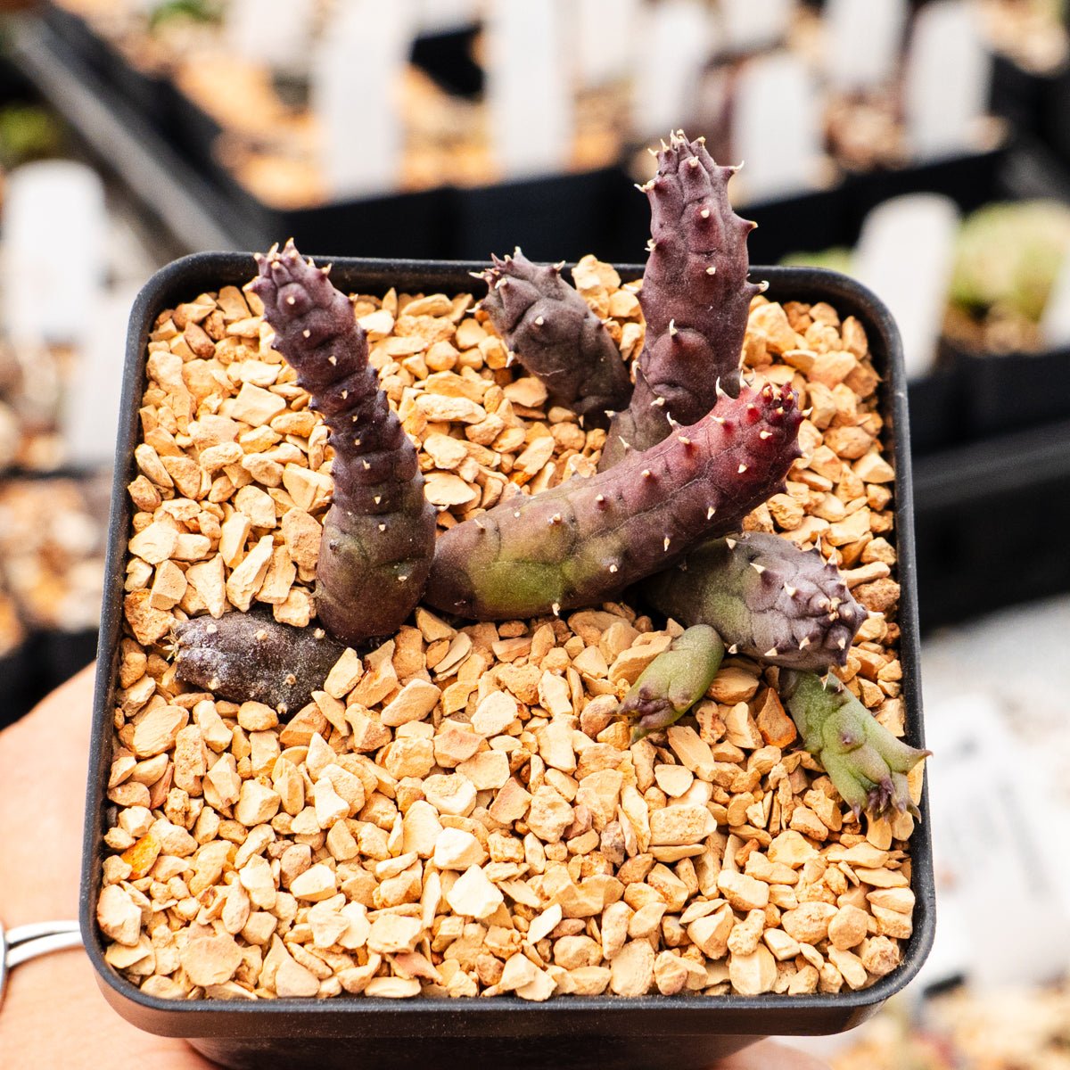Hurnia hystrix - Vivid Root