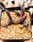 Hurnia hystrix - Vivid Root