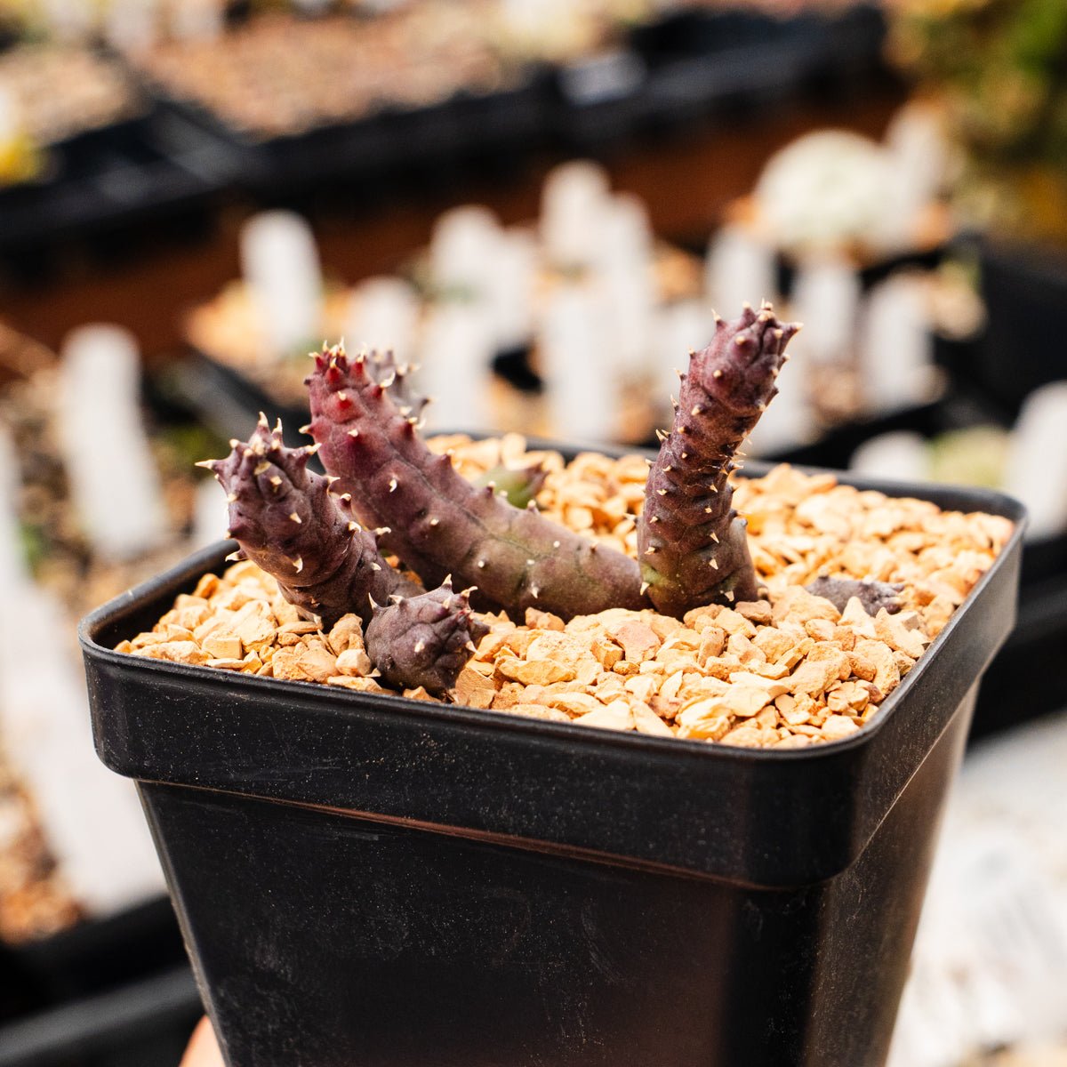 Hurnia hystrix - Vivid Root