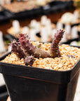 Hurnia hystrix - Vivid Root
